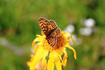 papillon sur une fleur d'arnica