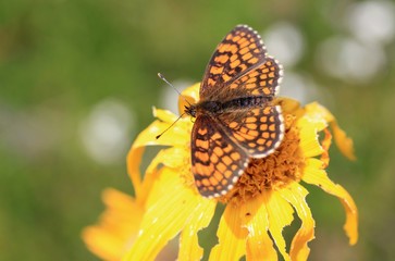 papillon sur une fleur d'arnica