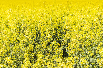 Rapeseed field with blue sky