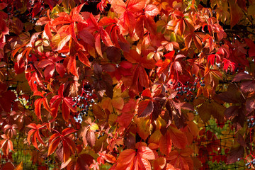 wild grapes in autumn