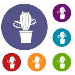 Cactus houseplants in pot icons set in flat circle red, blue and green color for web