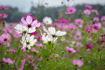 Cosmos fields in Thailand
