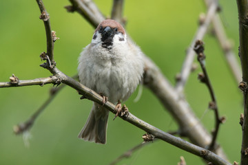 Fototapeta premium Passer domesticus on a branch