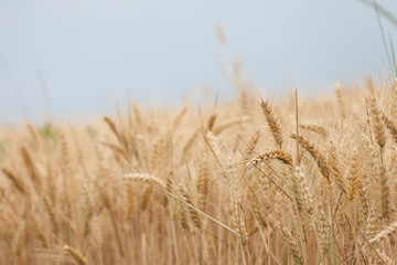 close up on ripe wheat ears on reaping time in middle June