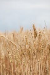 close up on ripe wheat ears on reaping time in middle June