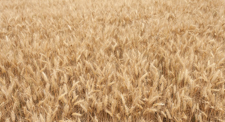 close up on ripe wheat ears on reaping time in middle June