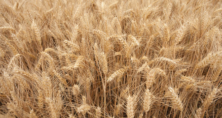 close up on ripe wheat ears on reaping time in middle June