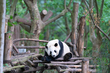 Giant pandas are protected at the national level in chengdu breeding base in sichuan province, China