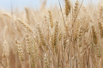 close up on ripe wheat ears on reaping time in middle June
