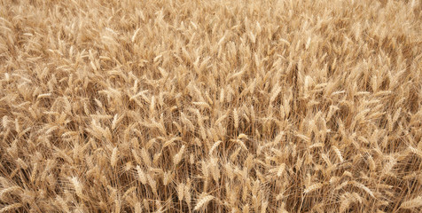 close up on ripe wheat ears on reaping time in middle June