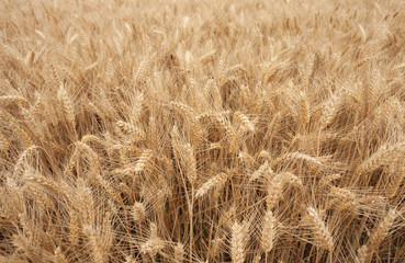 Fototapeta premium close up on ripe wheat ears on reaping time in middle June