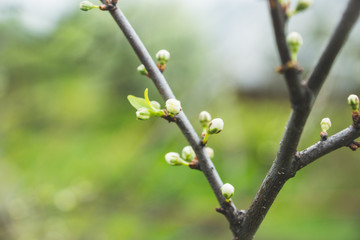 Blooming plum tree in the garden. Selective focus.