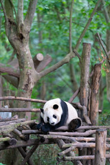 Giant pandas are protected at the national level in chengdu breeding base in sichuan province, China - obrazy, fototapety, plakaty