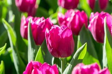 Group of purple tulips