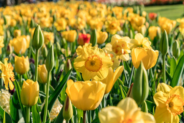 Obraz premium Group of yellow flowers