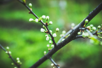Blooming plum tree in the garden. Selective focus.