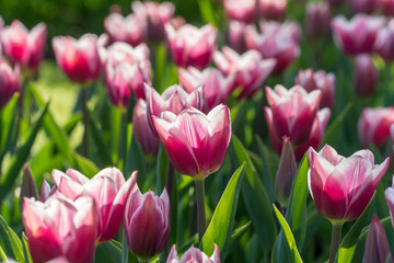 Fototapeta premium White and purple tulips in a garden