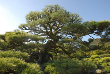 日本庭園　松の木　日本　風景亜　青空
