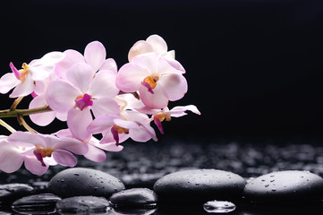 Fototapeta na wymiar branch orchid on black stones reflection 