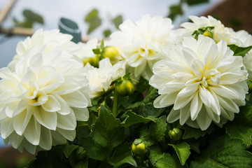 Beautiful white blooming dahlia white green background.