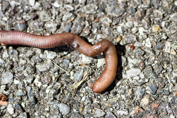 lombrico dopo la pioggia