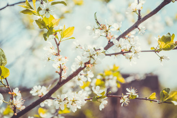 Blooming plum tree in the garden. Selective focus.