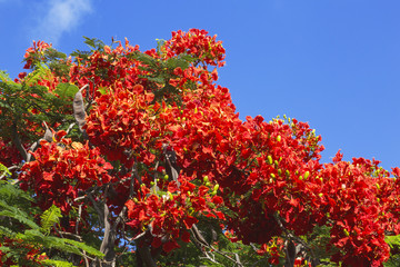 Fototapeta na wymiar The crown of a flowering tree Deloniks Royal on the background of blue sky
