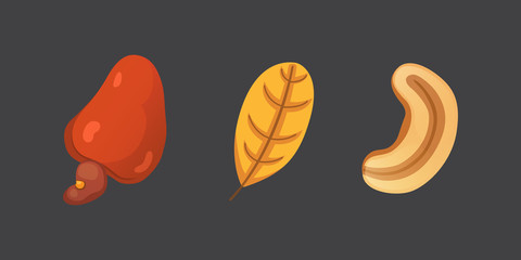 Set cashew nut vector illustration in cartoon style. Organic food.