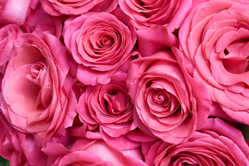 Obraz na płótnie Canvas Many pink roses