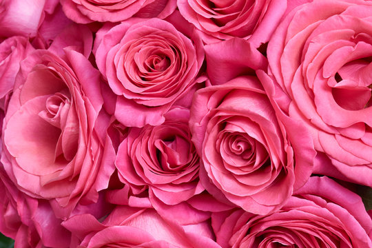 Many pink roses