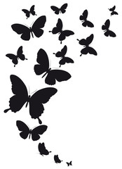black butterfly, isolated on a white