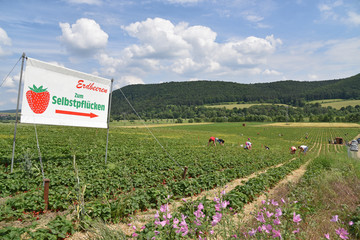 Erdbeeren selber pflücken