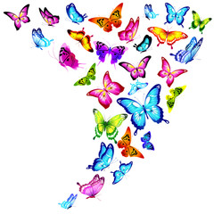 Fototapeta premium piękne motyle kolor, zestaw, na białym tle