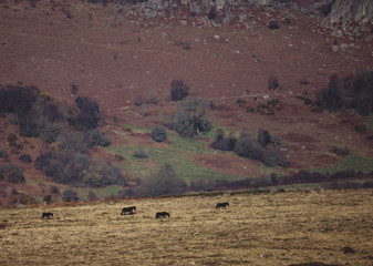 Fototapeta na wymiar Dartmoor in the Winter