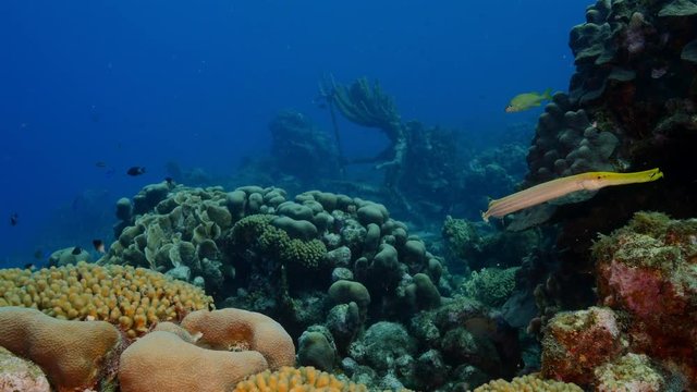 Seascape of coral reef / Caribbean Sea / Curacao with various hard and soft corals, sponges and Neptun statue