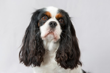 Cavalier King Charles tricolore 