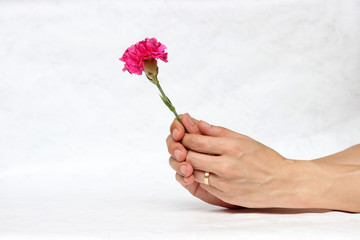 Two hands with deep pink flower with white background. The concept of give or love.
