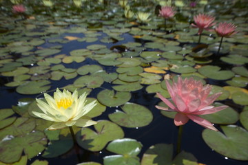 Fototapeta premium multi-colored water lilies tropical swimming in a pond in summer