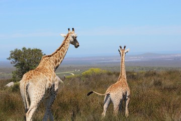  Afrika, Nice, Travel, Animal 