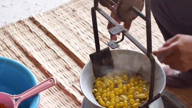 Boiling yellow silkworm cocoons by boiler to make silk thread.