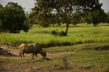 Fototapeta na wymiar Buffalo in thailand,Life' Machine of Farmer. Original agriculture use buffalo plow the field.Photo shoot Sunset time.