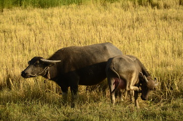 Buffalo in thailand,Life' Machine of Farmer. Original agriculture use buffalo plow the field.Photo shoot Sunset time.