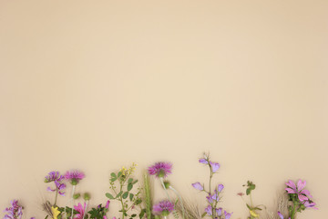 Colorful fresh spring meadow flowers border, Tuscany, Italy © Renzo