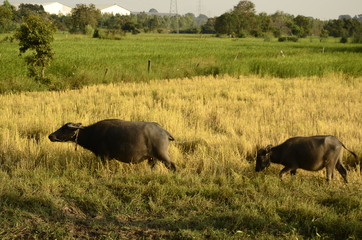 Buffalo in thailand,Life' Machine of Farmer. Original agriculture use buffalo plow the field.Photo shoot Sunset time.