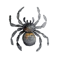 watercolour isolated tarantula spider animal