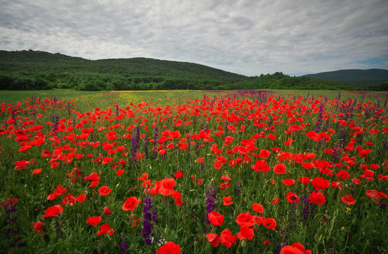 Red poppy flowers in the field. Beautiful landscape. Composition of nature