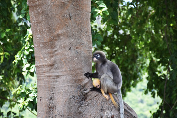 Dusky leaf monkey with yellow baby at Khao Lom Muak, Prachuap Khiri Khan