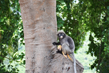 Dusky leaf monkey with yellow baby at Khao Lom Muak, Prachuap Khiri Khan