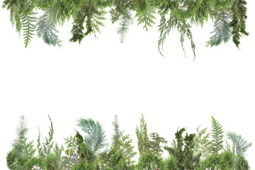 adorable arranged background with different kinds of fresh green isolated conifer leaves, fir branches on white, can be used as template