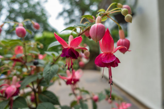 Close up view of pink fuchsia flowers.